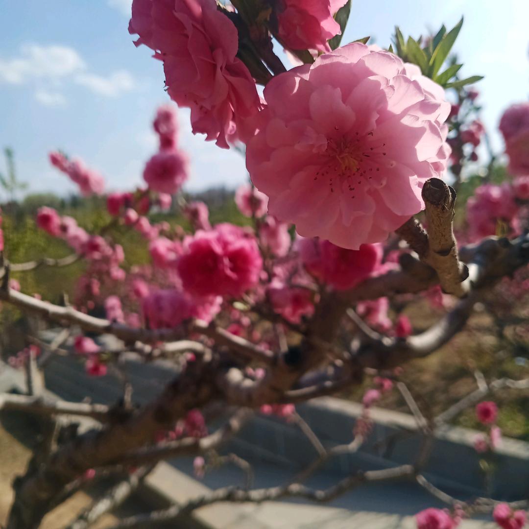 夏天夏夏