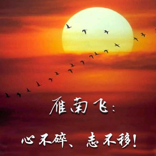 雁南飞
