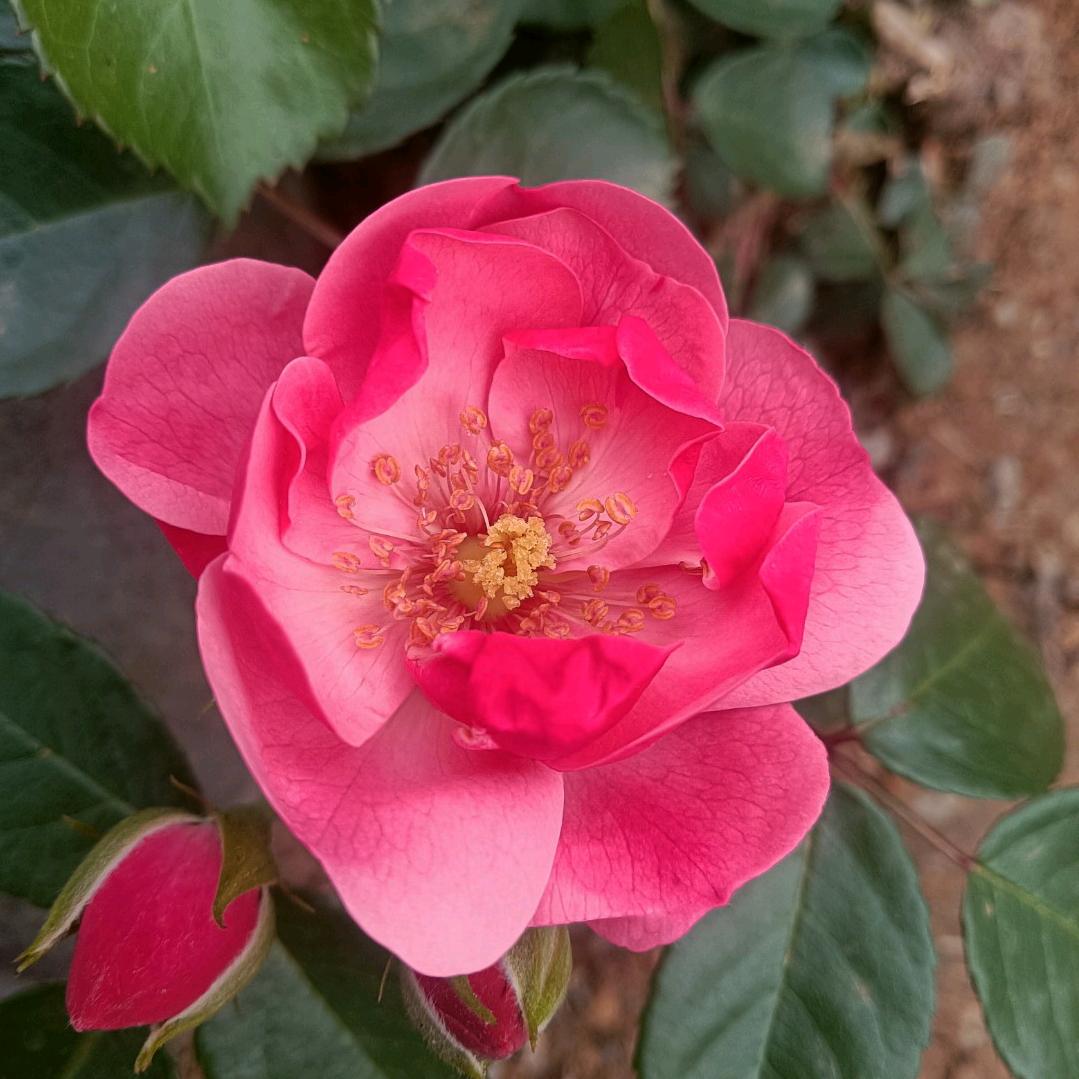 美丽的山茶花
