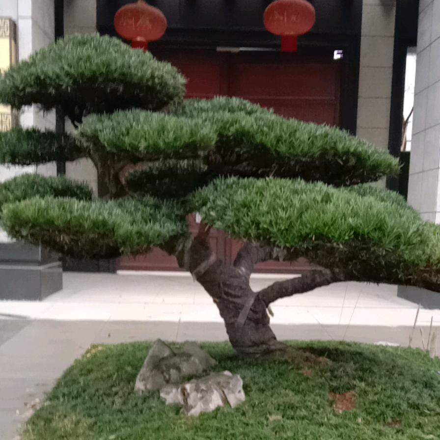 自油飞翔