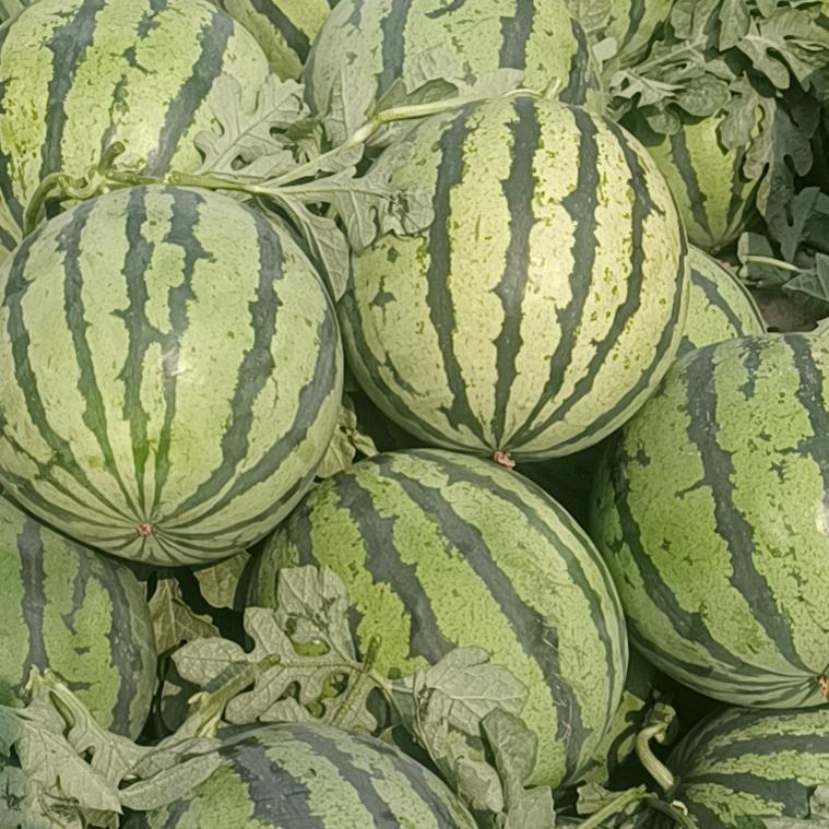 海岗全国西瓜代发