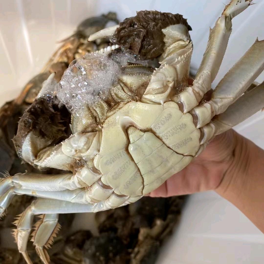 谢有礼阳澄湖大闸蟹