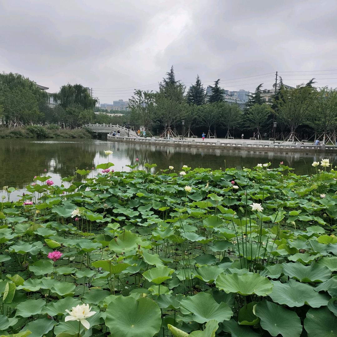 刘洋过海
