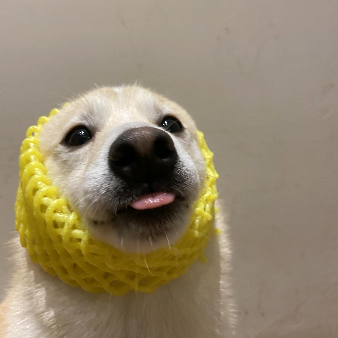 柴犬盐巴巴