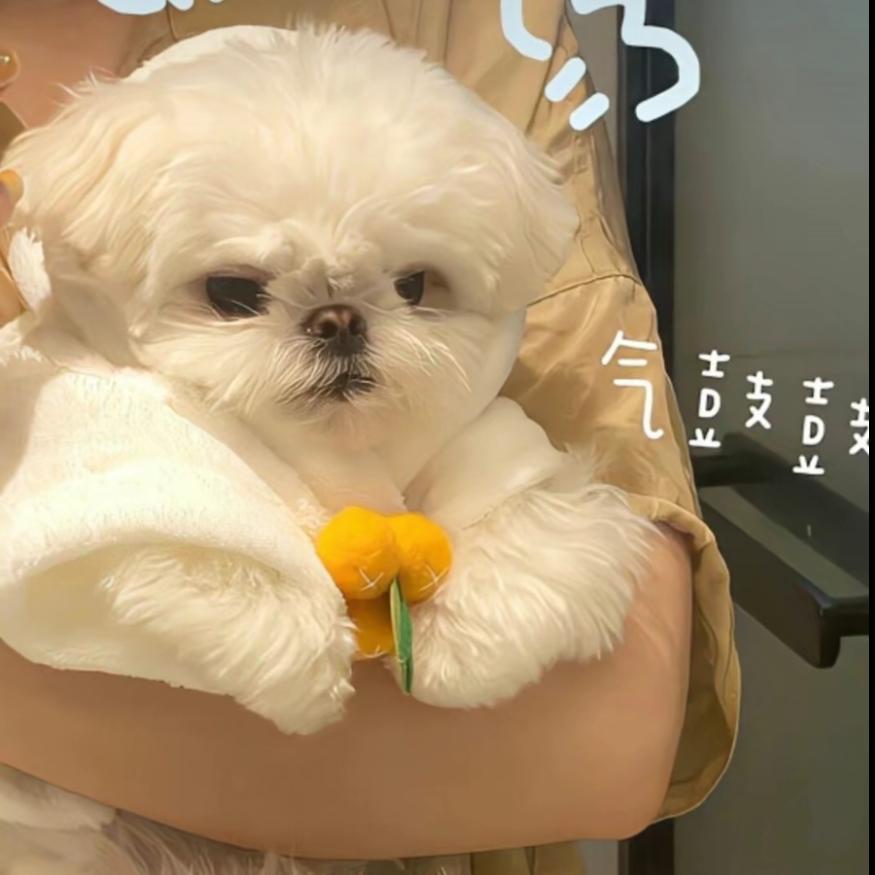 洛洛落
