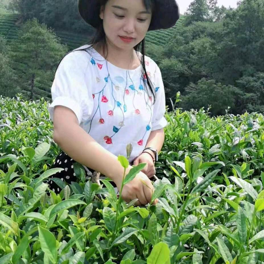 信阳市曹阳茶叶