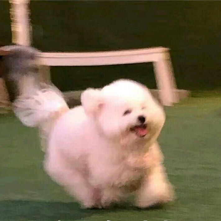 一颗七仔
