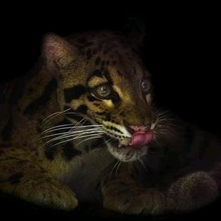 小野猫影视