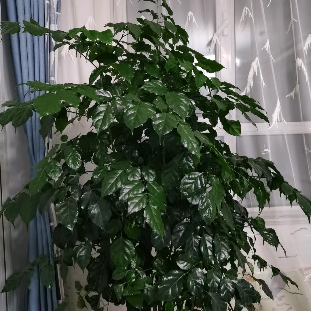 幸福树