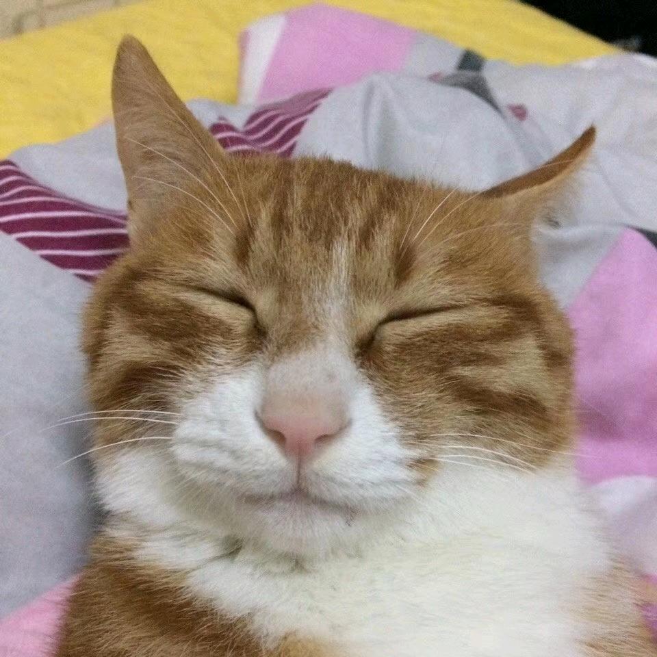 徽程喵了个喵