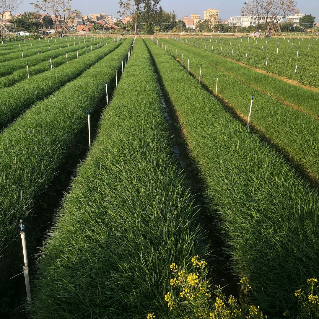 关哥，专业韭菜台秧苗