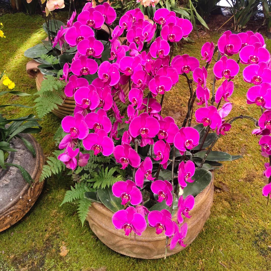 好旺先生