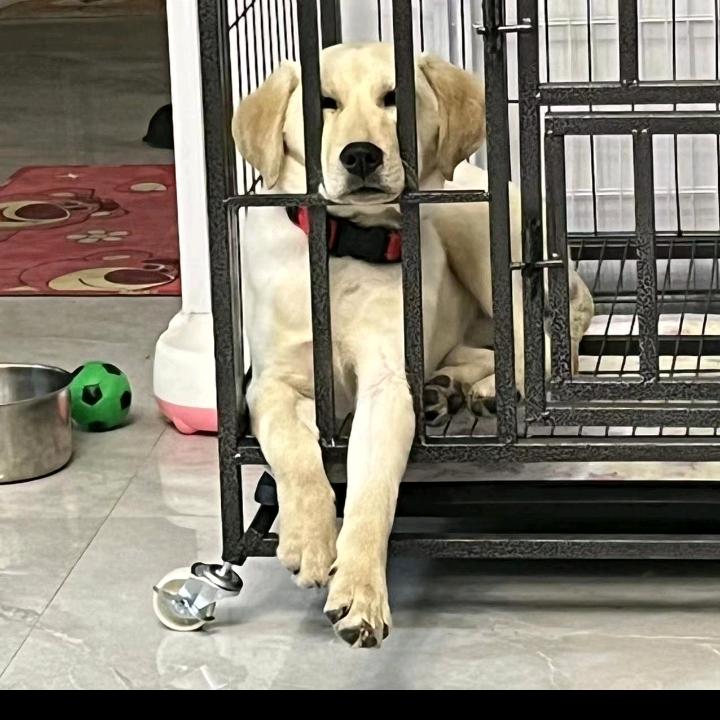 拉布拉多狗子