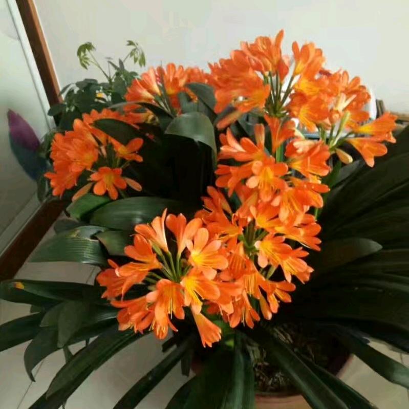花开富贵☀️
