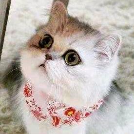 状元