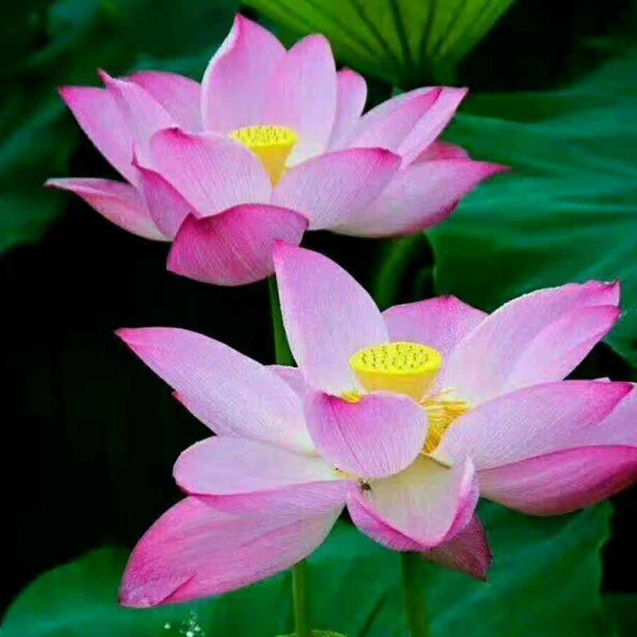 🇨🇳吴哥的储粮人生🍎🍎🍎