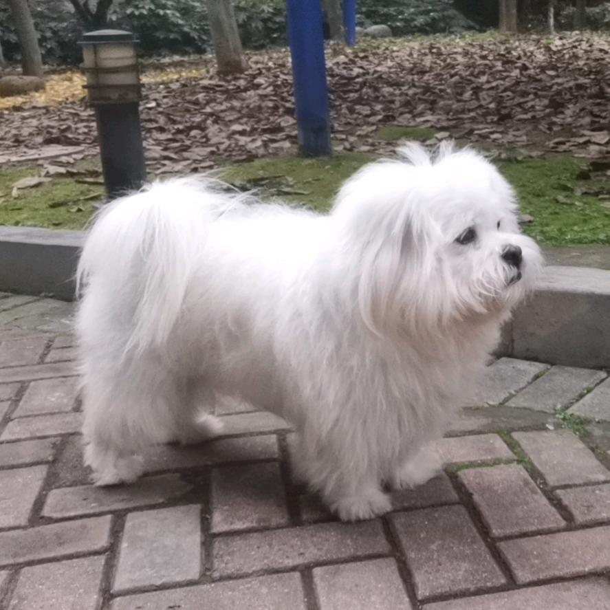 🇨🇳木月