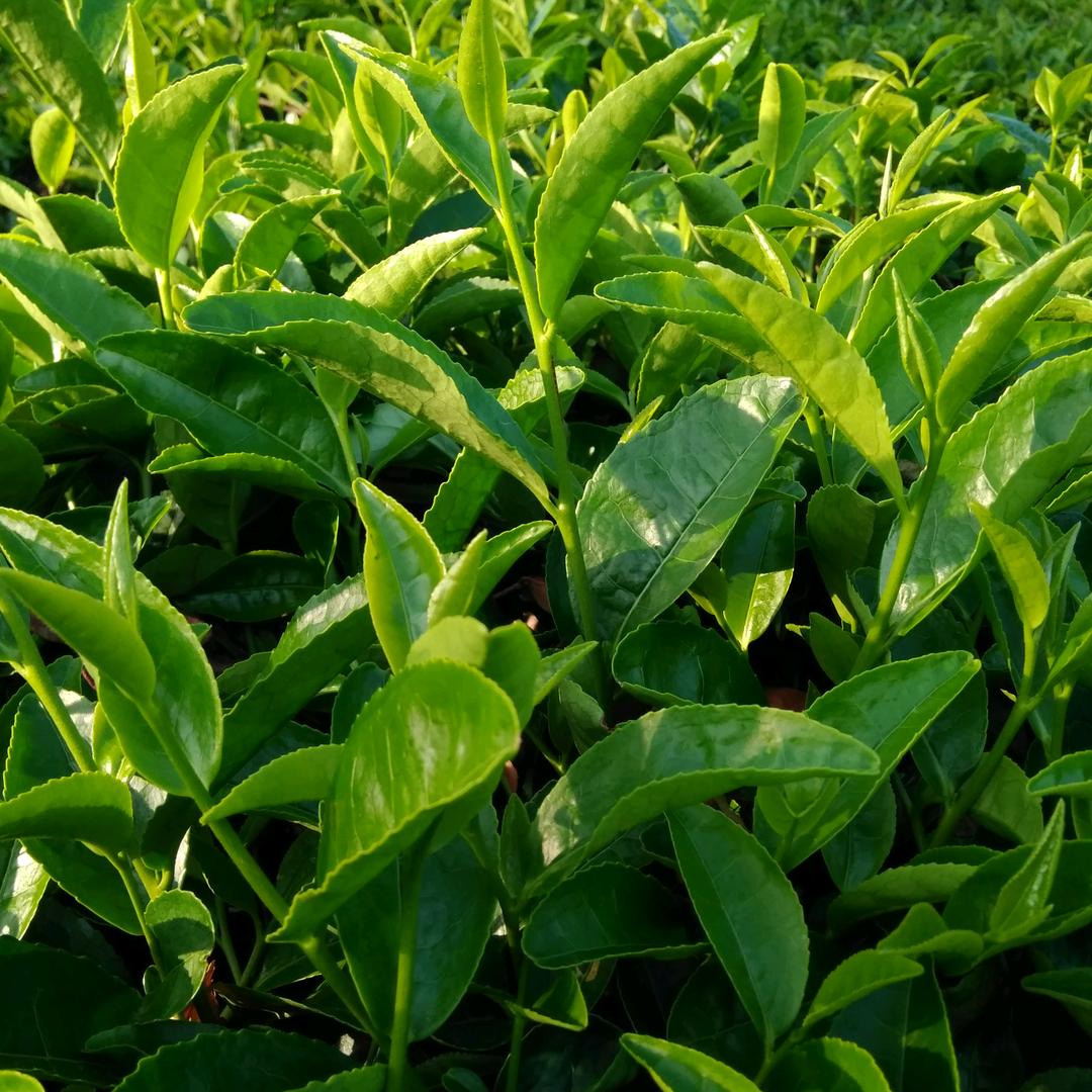杨姐手工茶