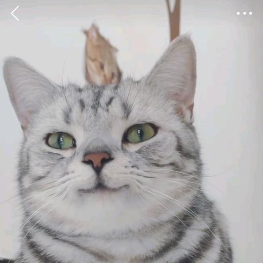 爱笑的猫*