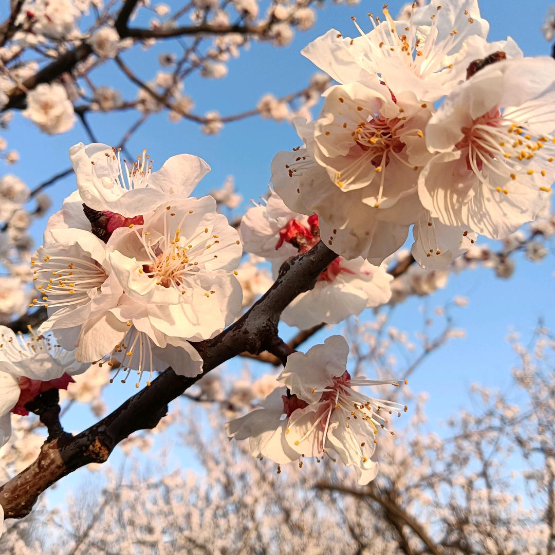 雪琴制衣（修改衣服.卖老粗布