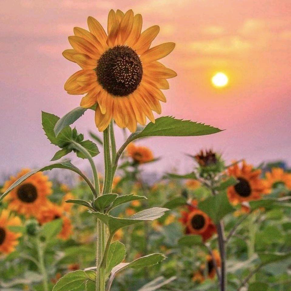 阳光🌻🌻🌻