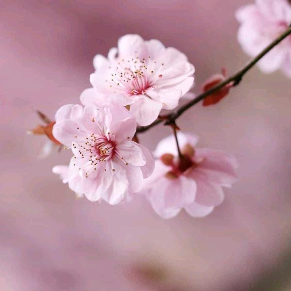 彩霞