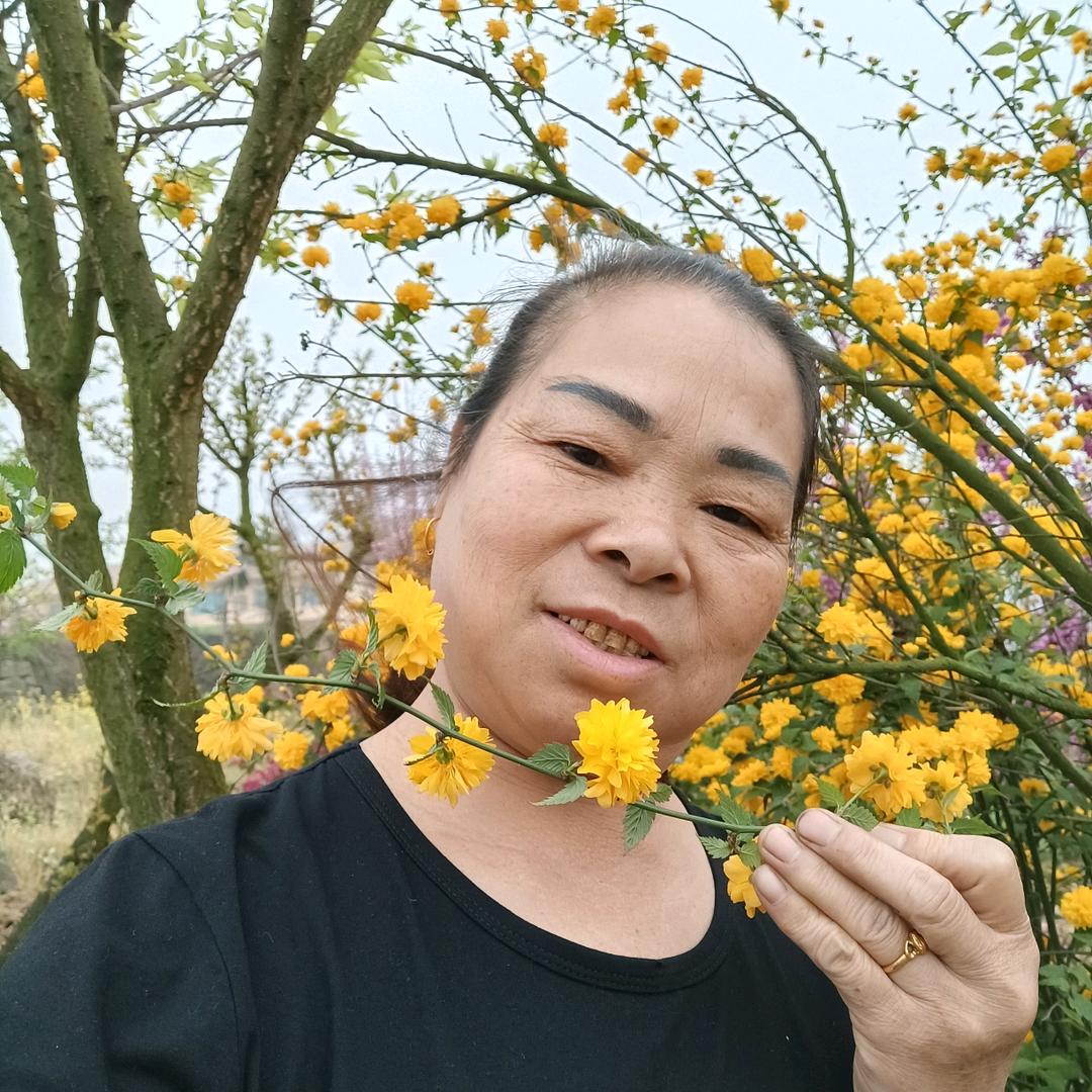 田茂菊