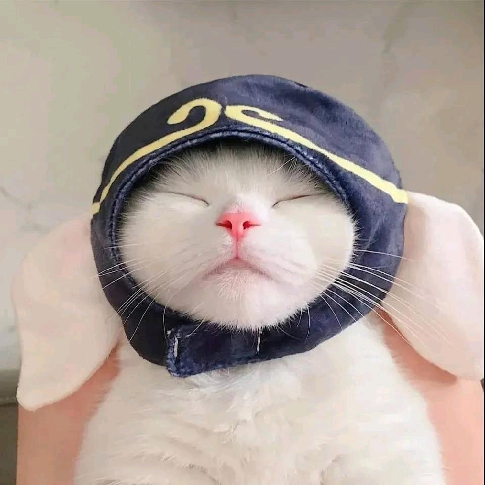 真猪蕾蕾