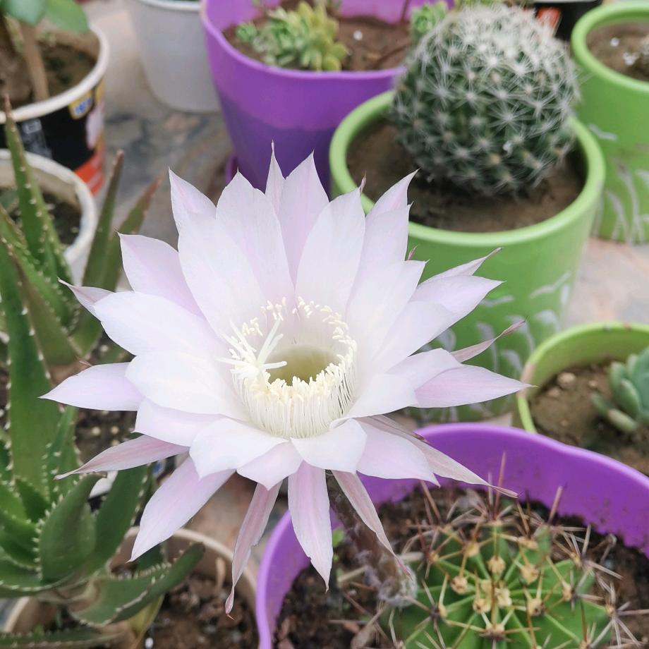 花好月圓