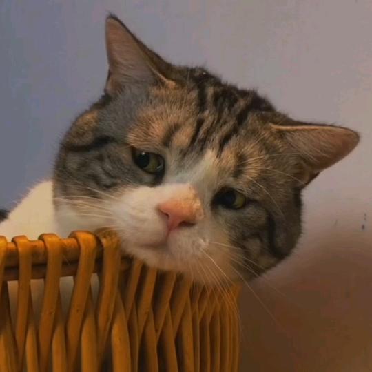 满心欢喜。