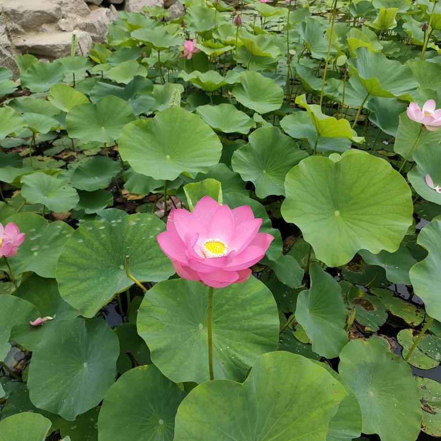 大美丽