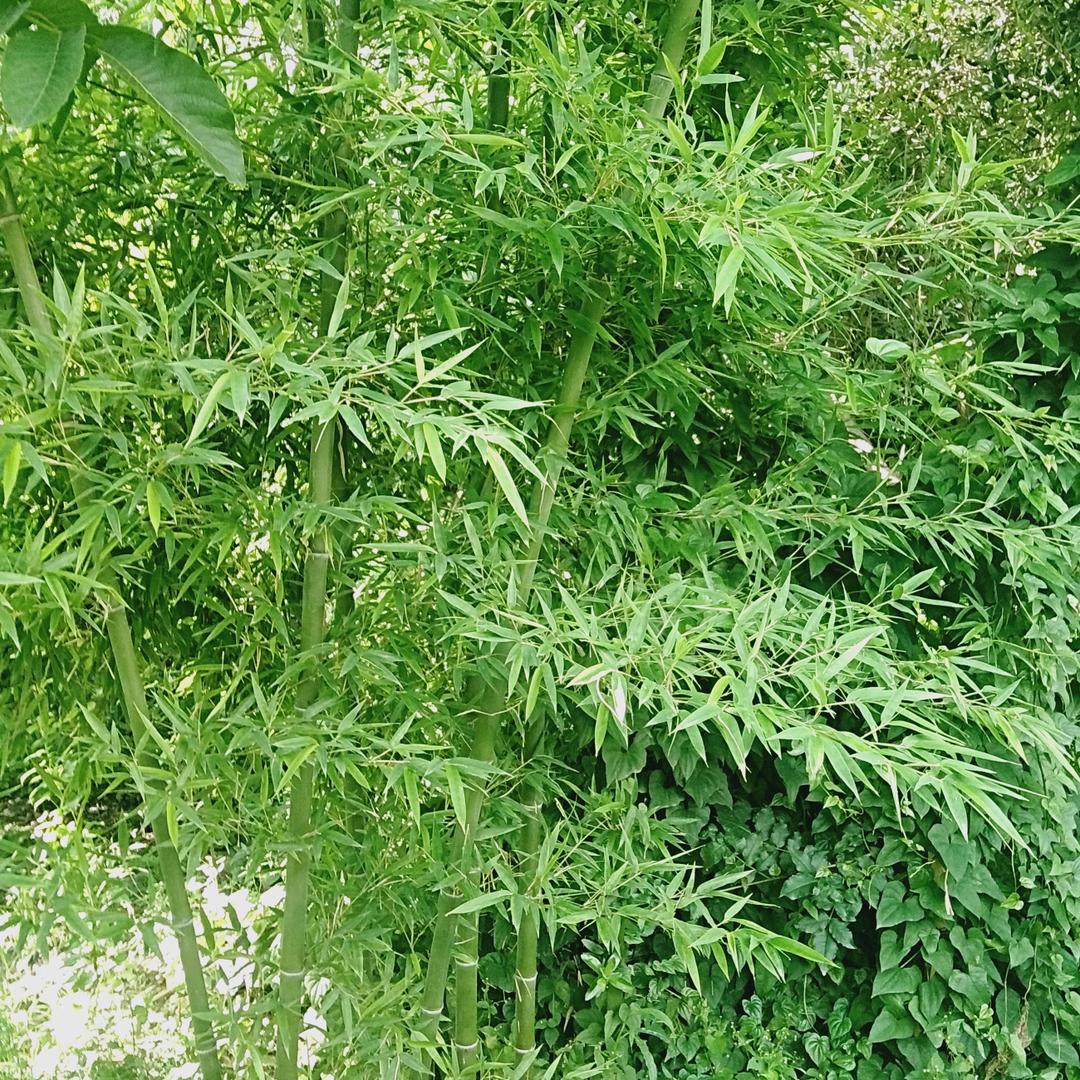 青青竹林