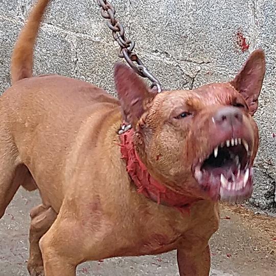 爱狗人