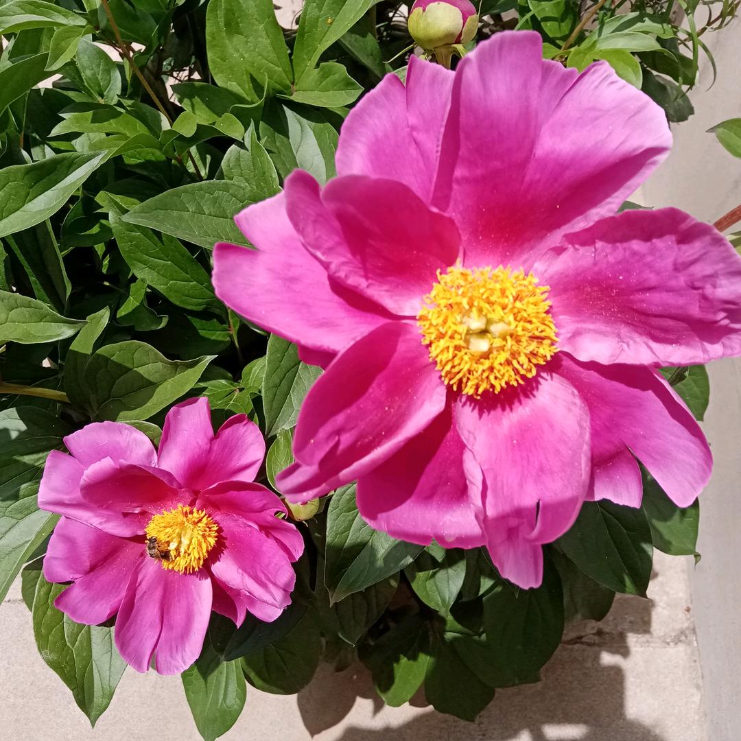 一朵兰花