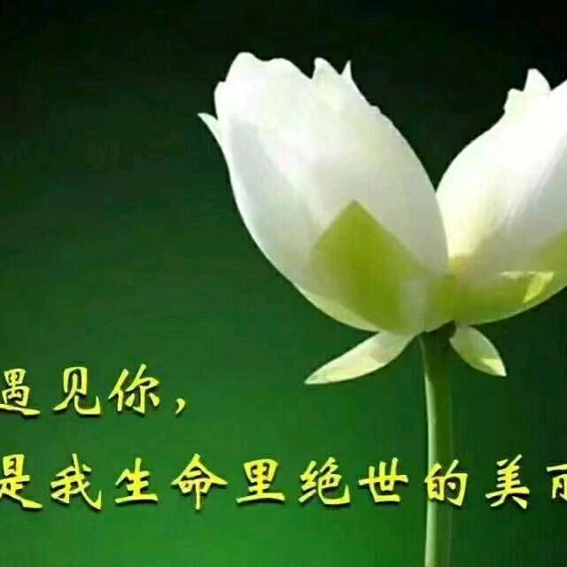 轻舞飞杨