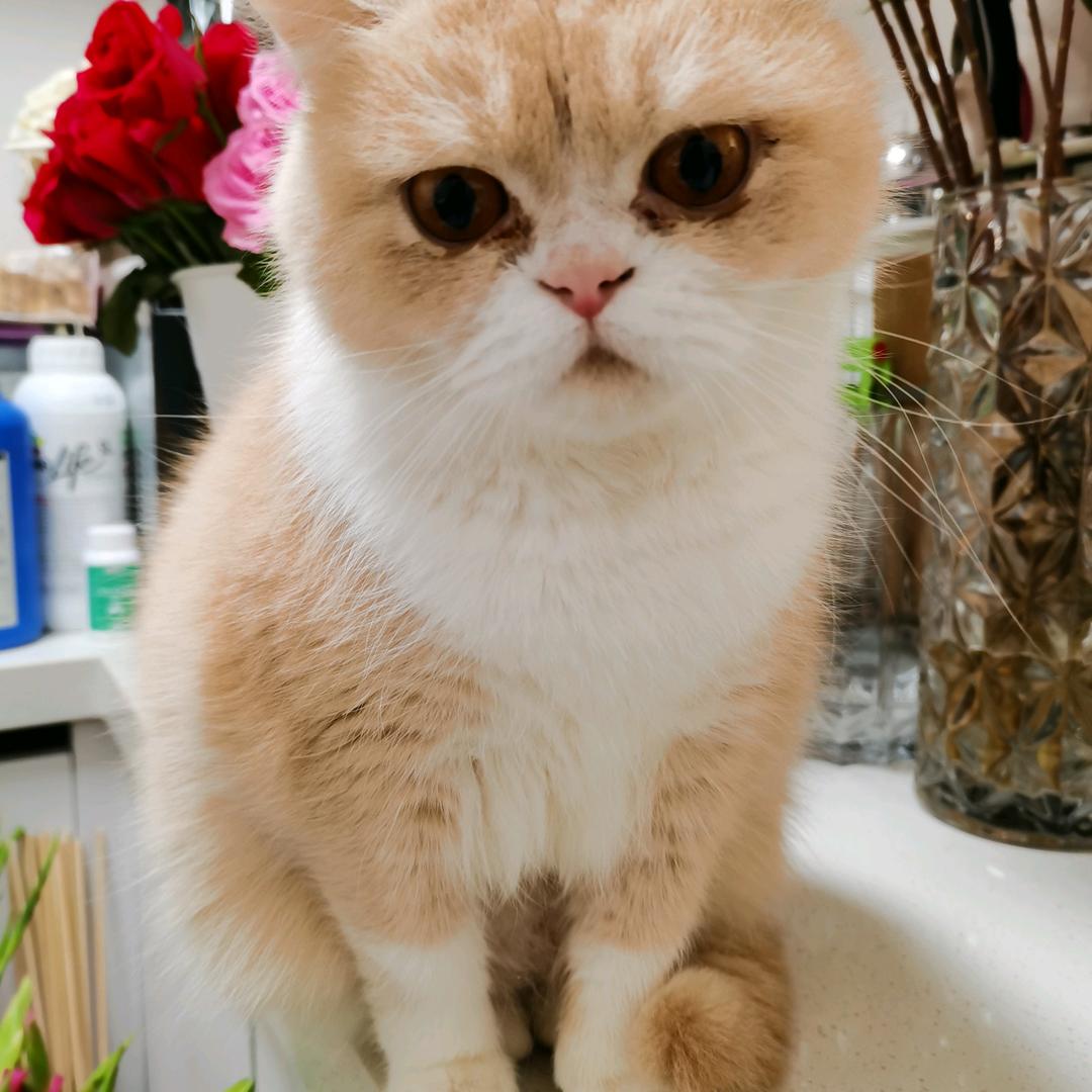 卓打fie