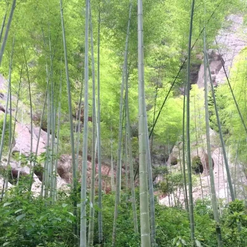 木子双燕