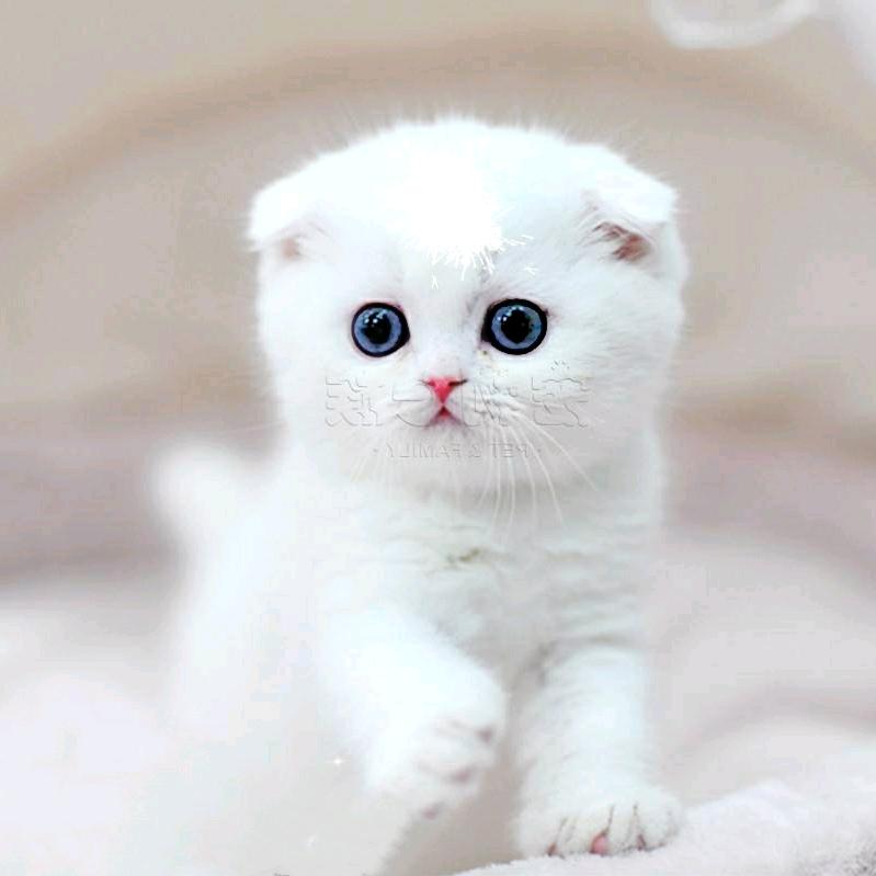 猫小哥