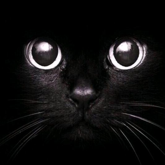 尼古拉斯丶铁蛋儿