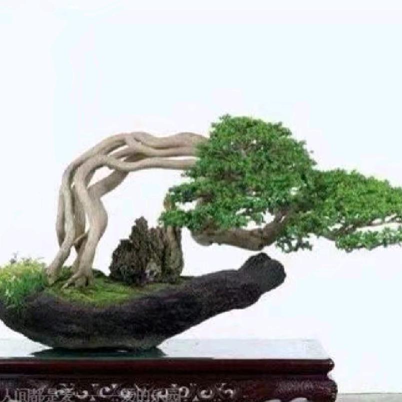 华会盆景场