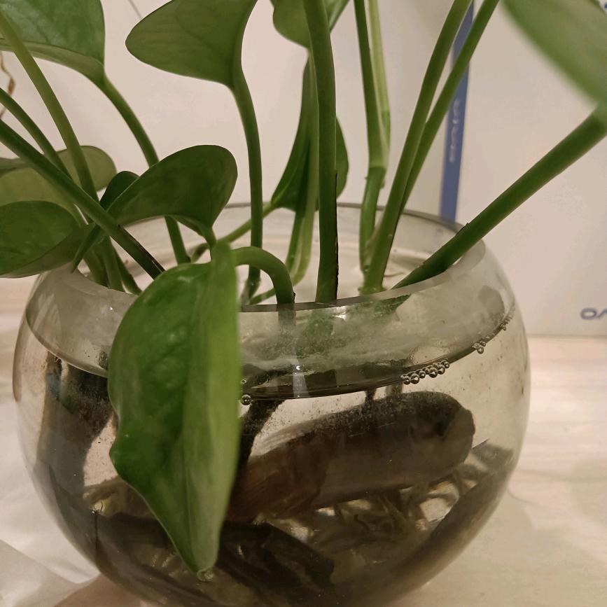 擎天柱
