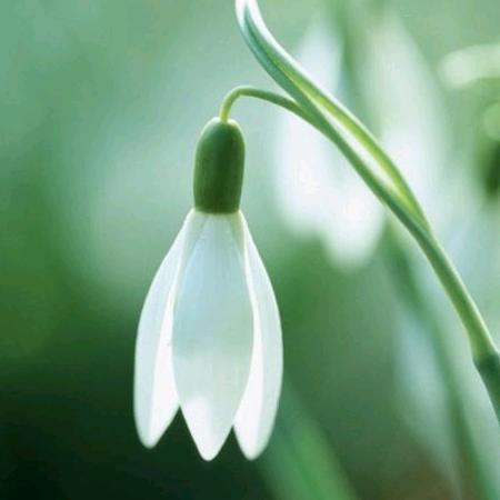 天上有棵树玉瀛锣