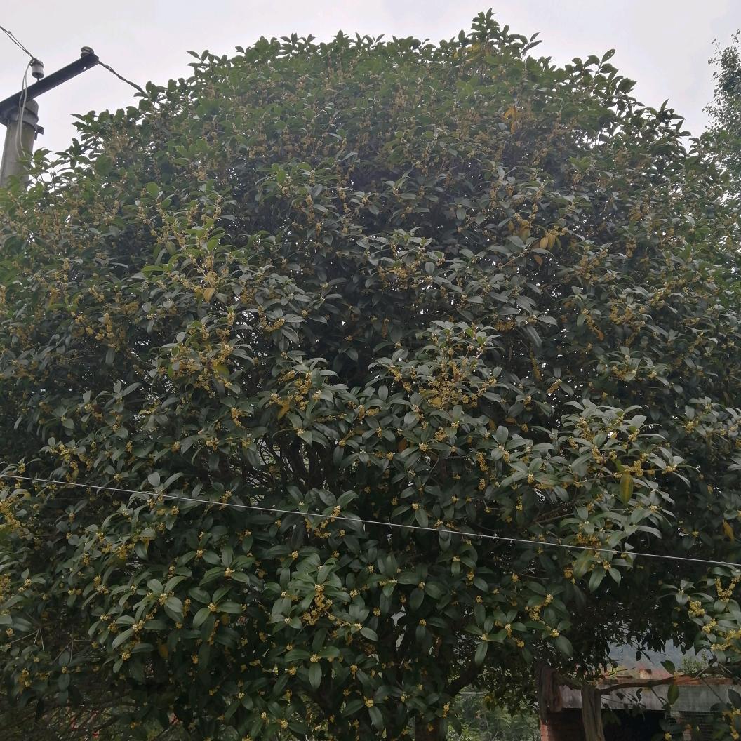 永不言悔