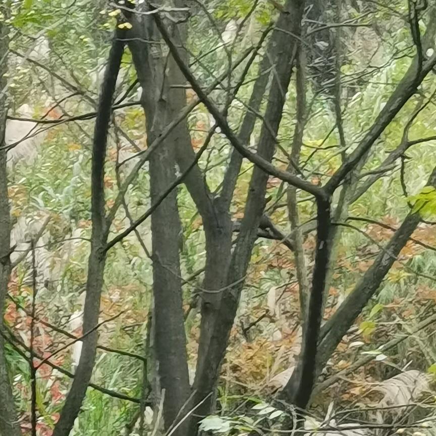 唯WO独尊