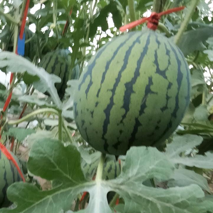 西瓜🍉大王
