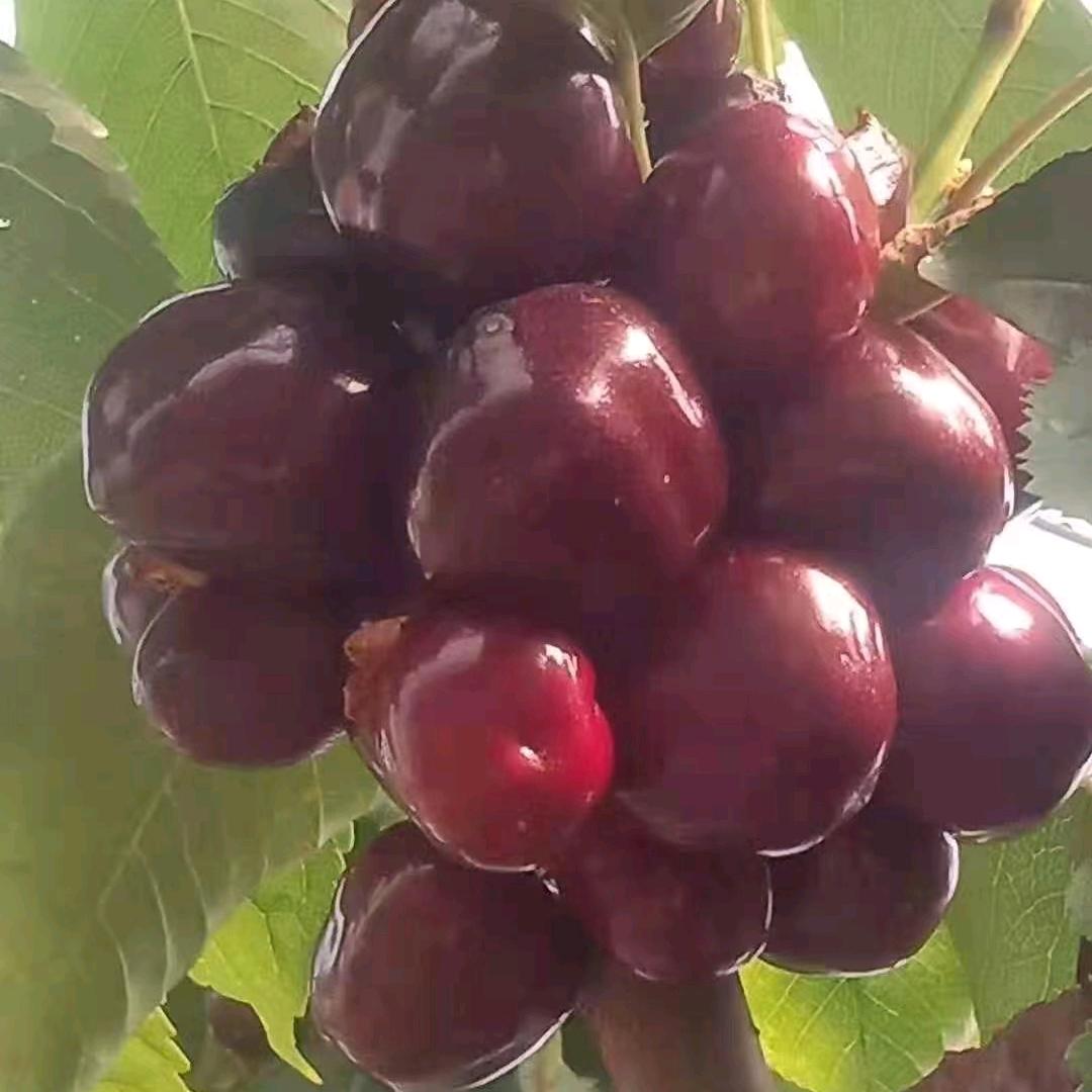 山东人在云南，石林车厘子基地（石林）