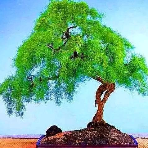 三炸