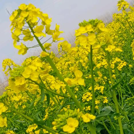 春暖花开18374