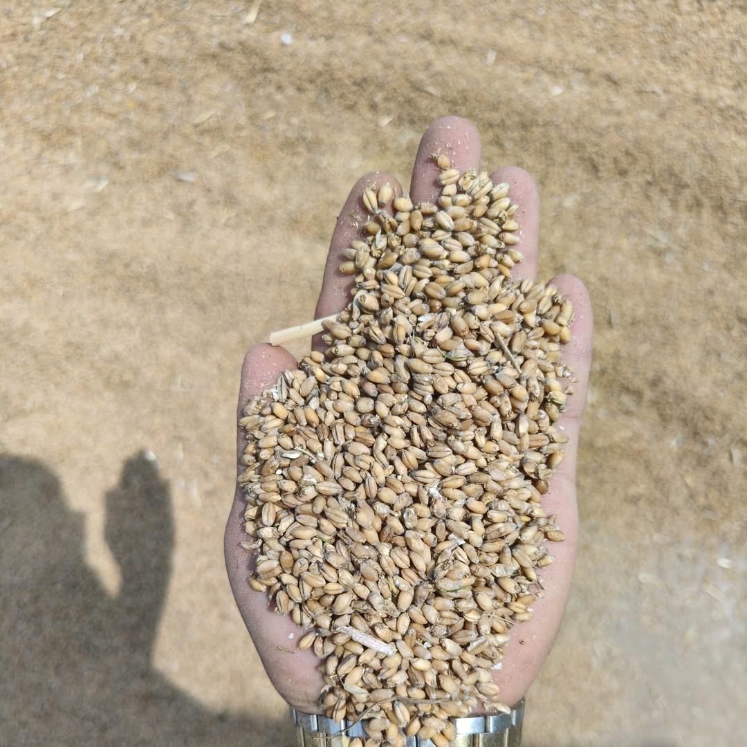 韦丁粮食收购站 小麦 玉米