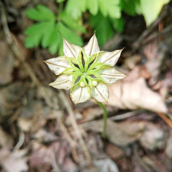 梦晨